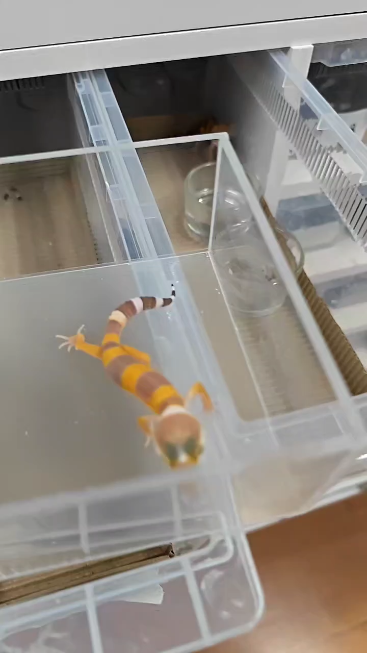 豹纹守宫豹纹守宫00021