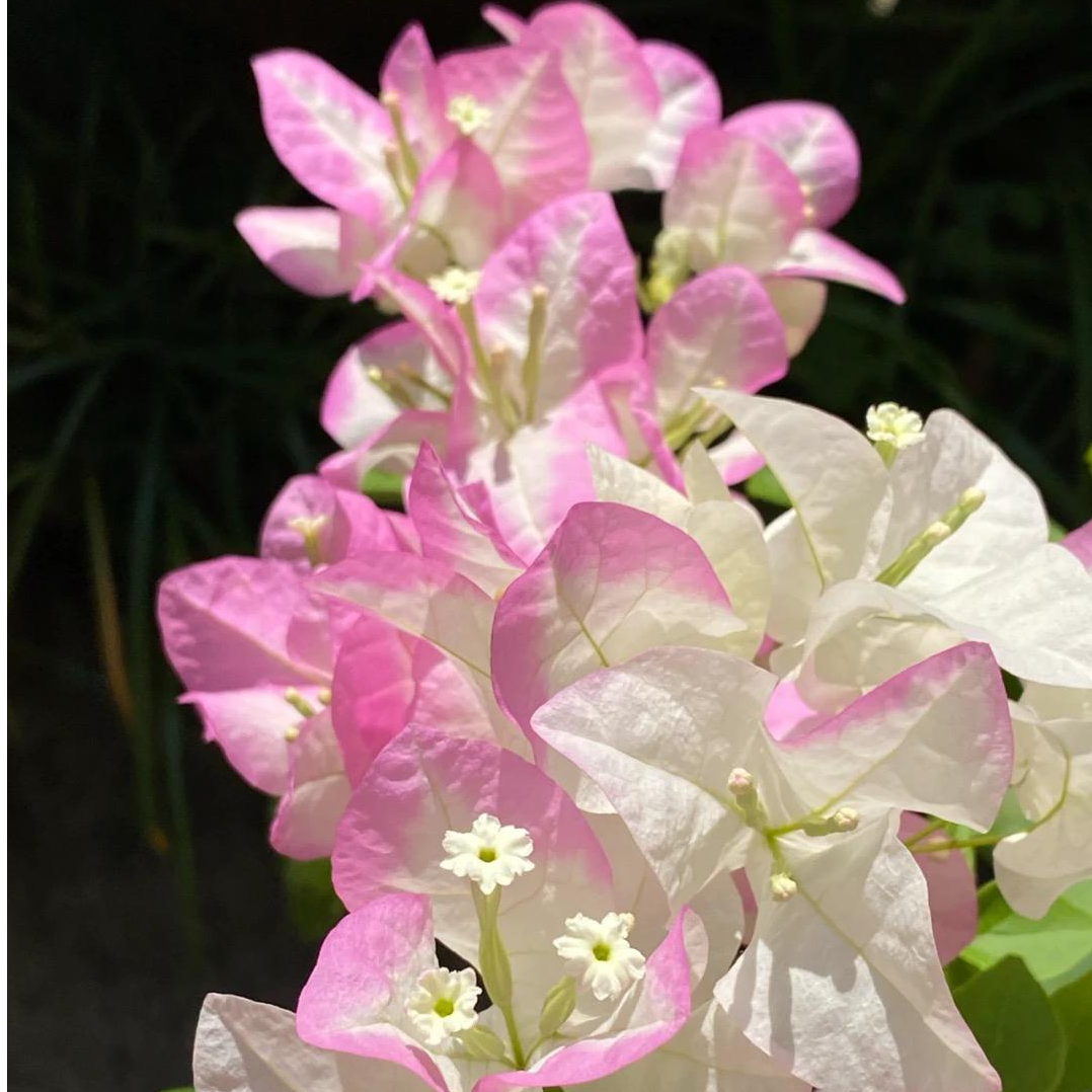 【口红】四季花卉三角梅白底外层一圈淡粉色爬藤