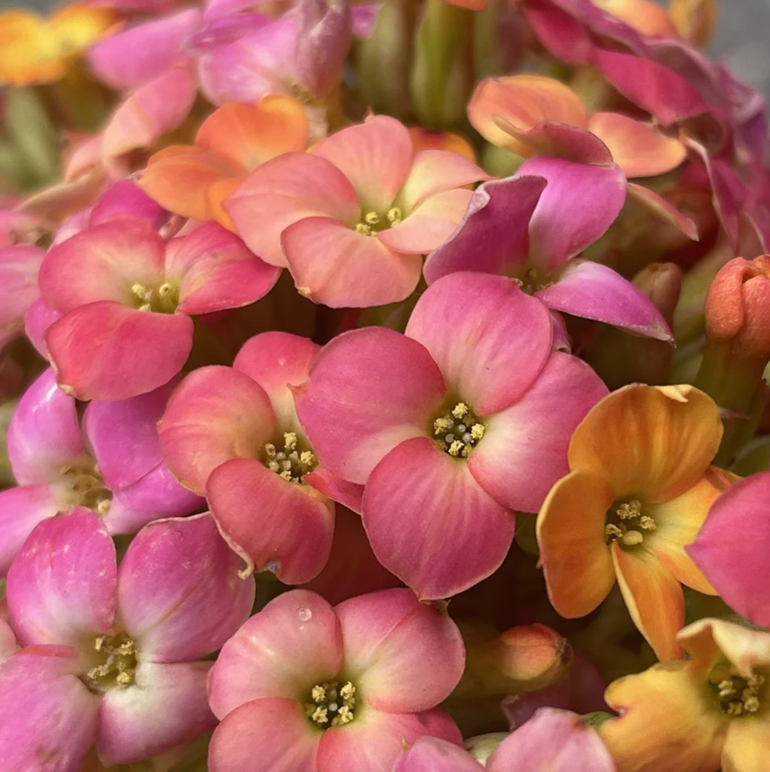  （单瓣马卡龙130盆）复色单瓣稀有品种 基地直发