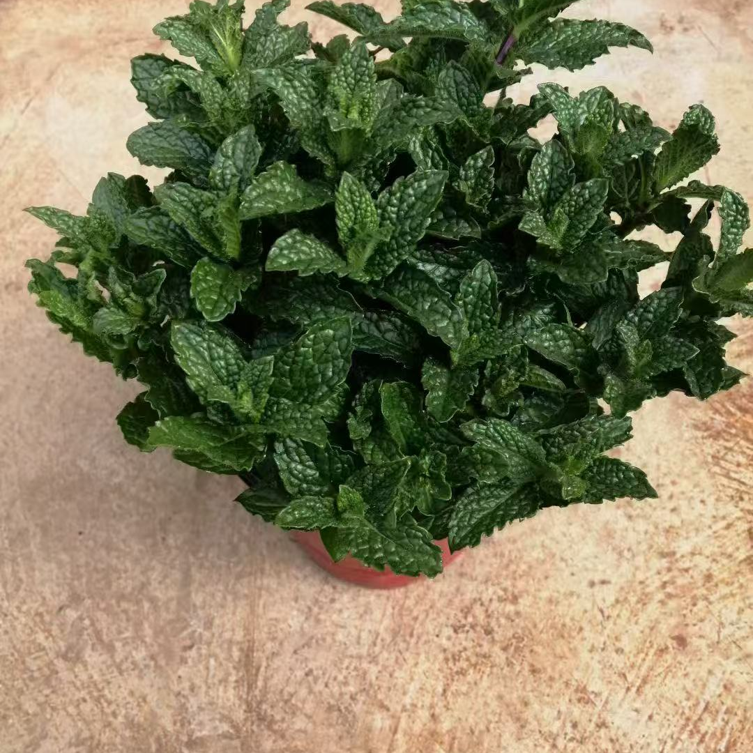 薄荷盆栽室内驱蚊绿植新鲜薄荷叶好养植物花卉
