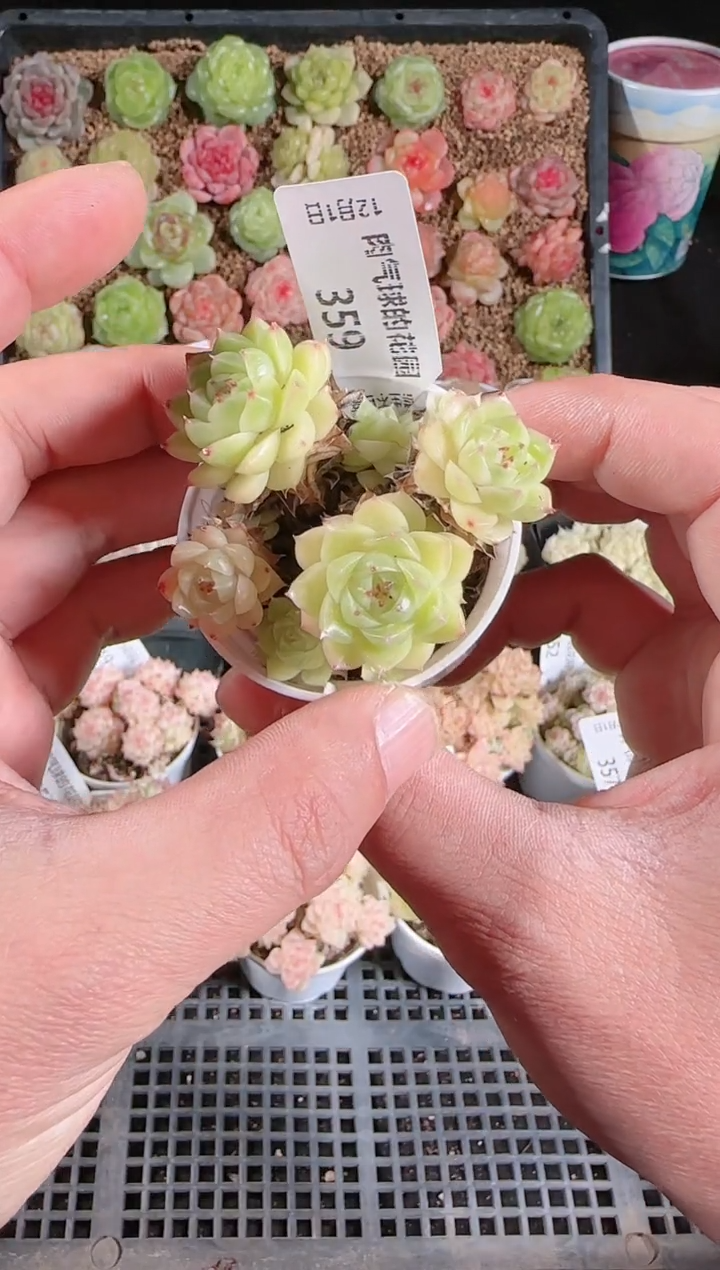  1201-359多肉群生不包整