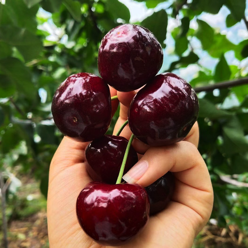 可以结果好种好养的车厘子果树苗纯甜无酸盆栽地栽南方北方都可以