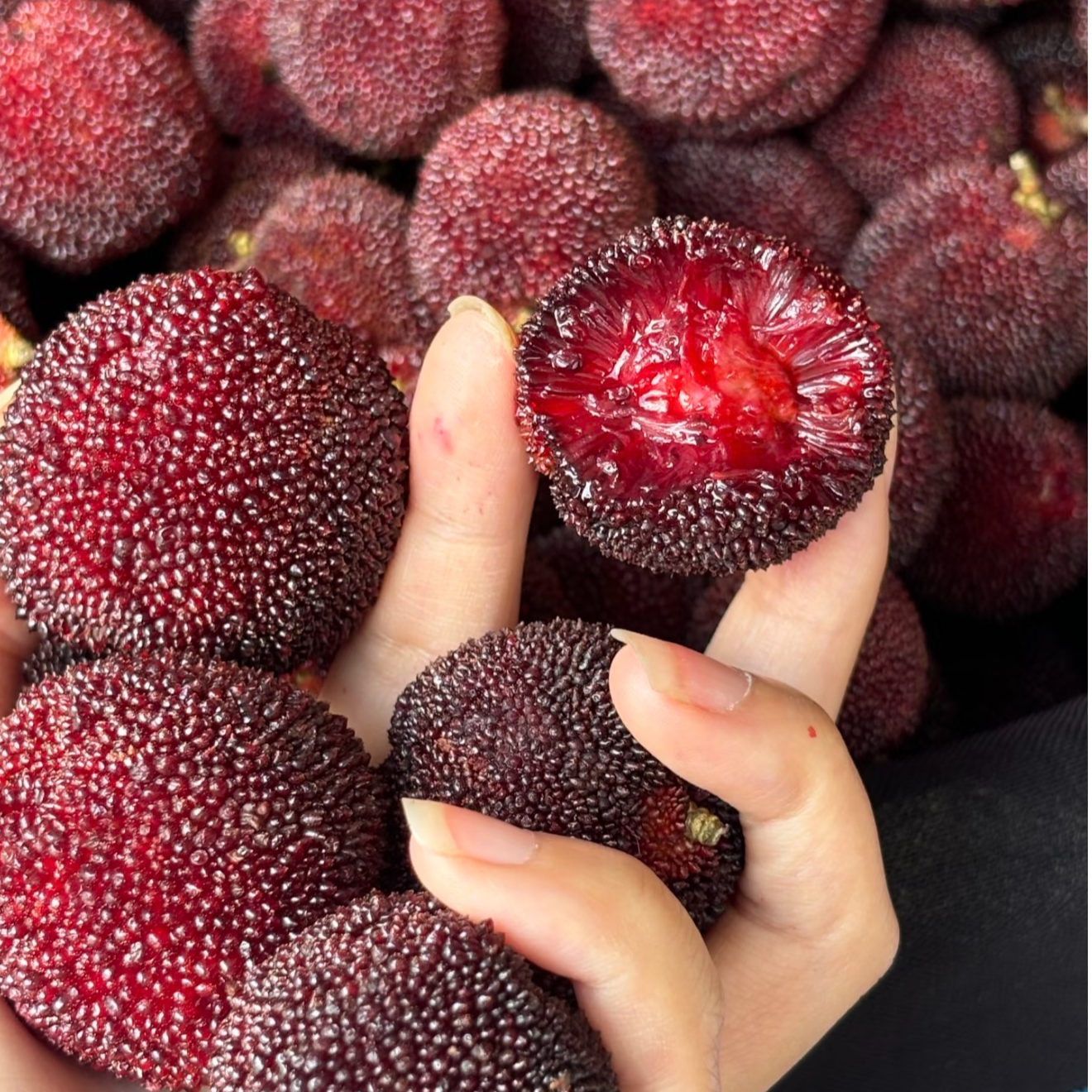 【2年东魁专拍】正宗大果东魁杨梅优质嫁接苗盆栽地栽育苗基地直发