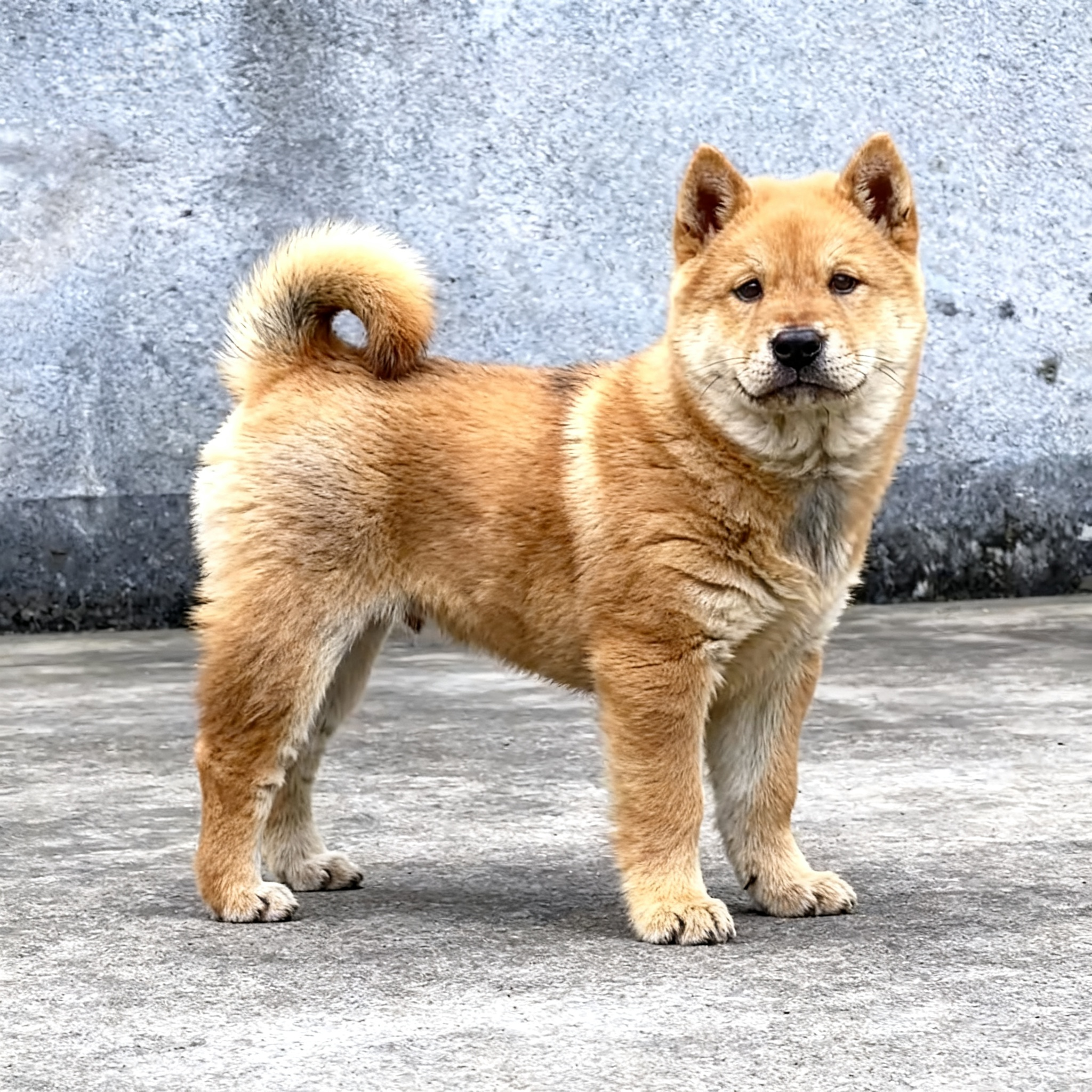黄狗幼犬忠诚活物正宗霸气不掉毛便宜大骨架看家狗土狗白面狩猎犬