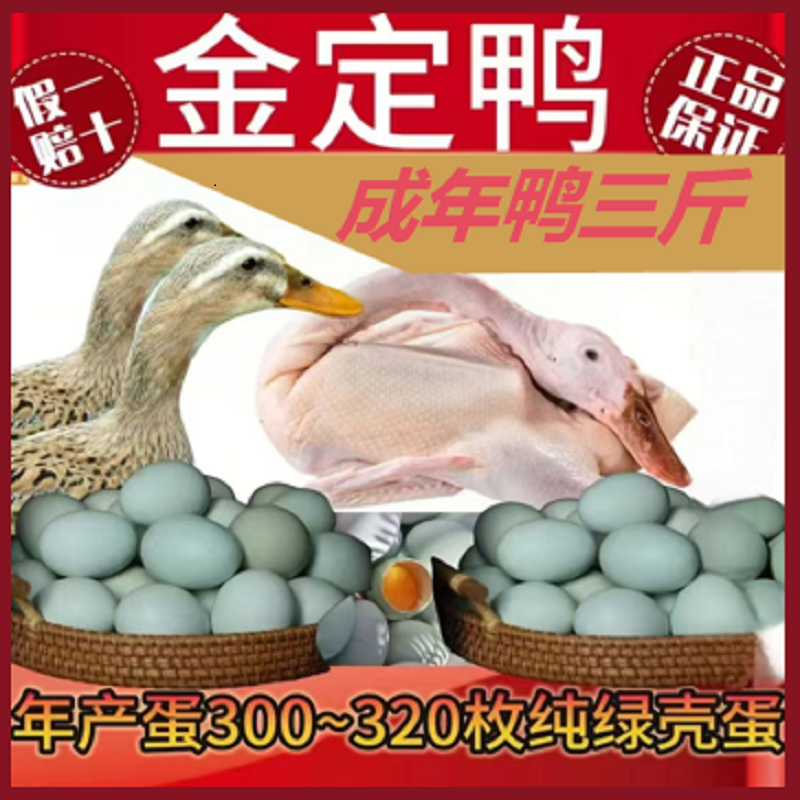 （五只）生鲜整鸭可食用可产蛋金定母鸭5只总净重7斤单只1.3-1.5斤