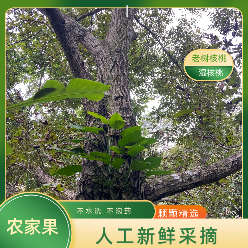 新鲜去青皮湿核桃薄壳嫩脆美味云南老品种油香核桃老人孕妇零食批