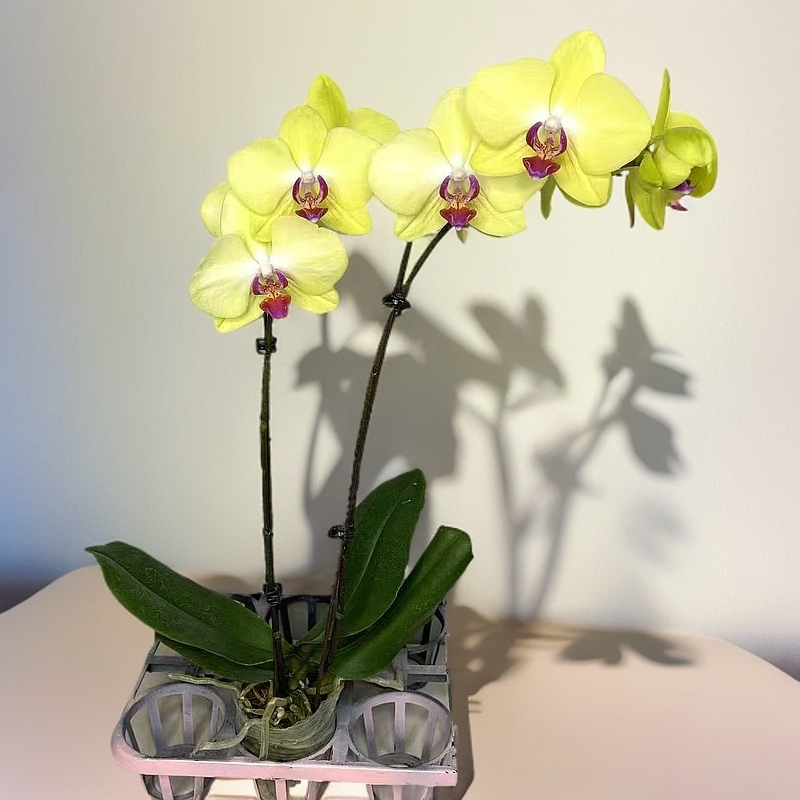 蝴蝶兰【富乐夕阳】双花剑 大花带花发货 室内花花 广州直发