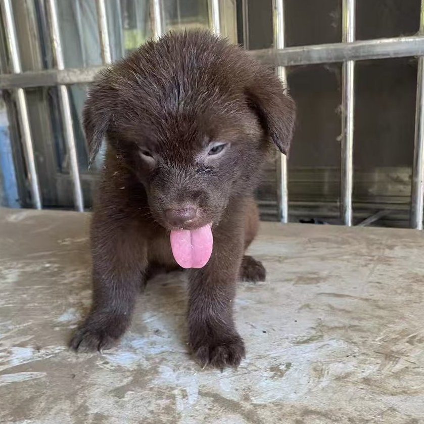 中华田园犬幼犬活体