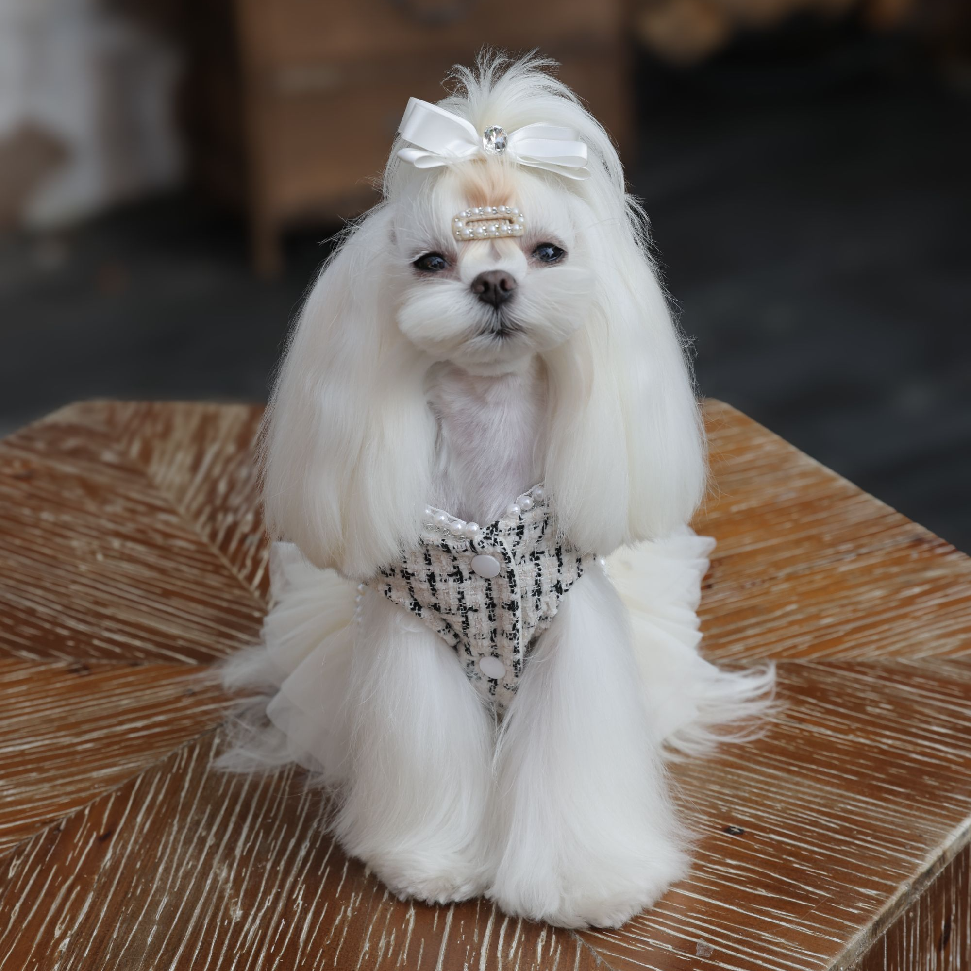 格纹香风钻饰白纱宠物轻奢公主裙