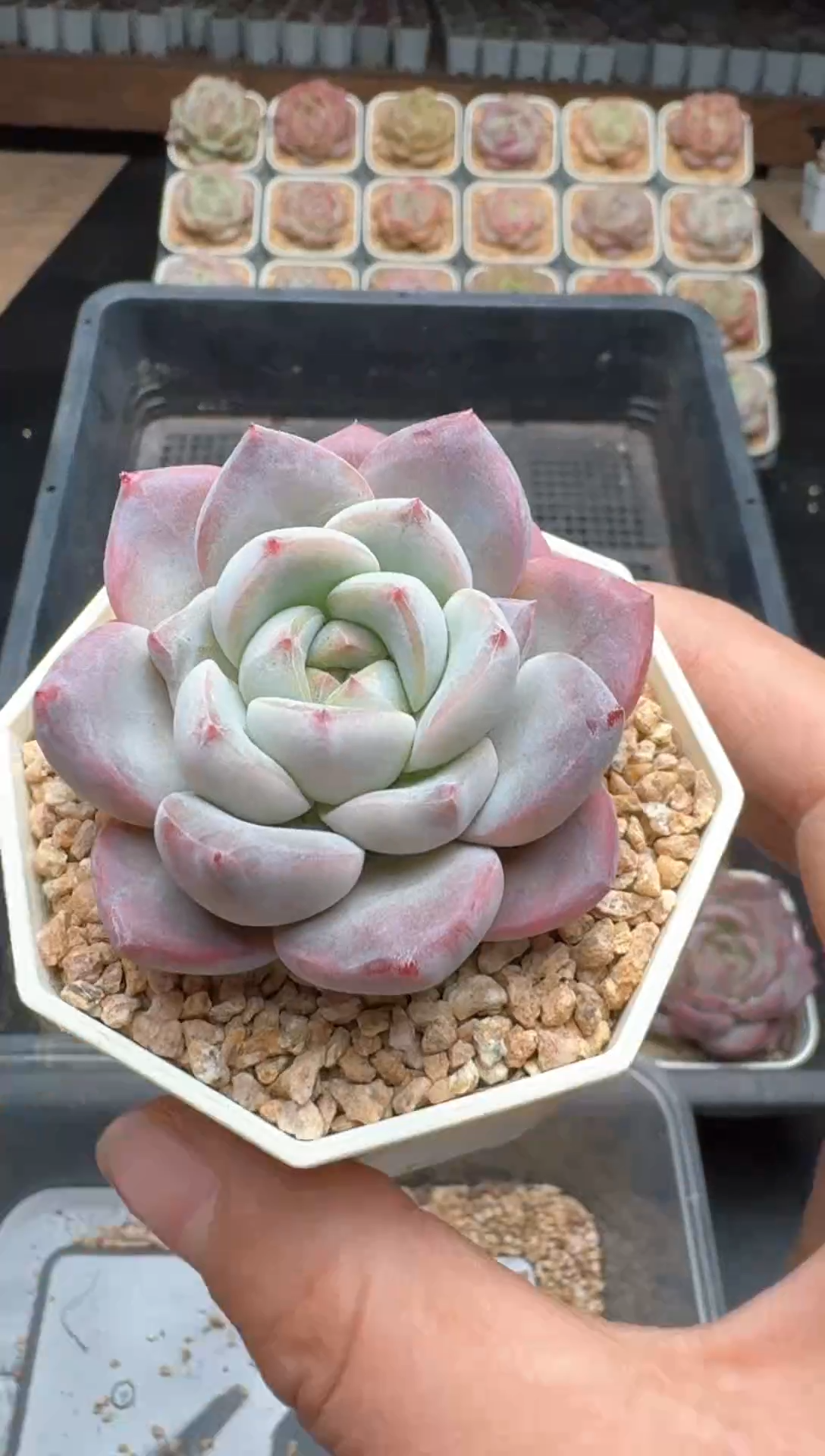 【闪购商品】687E号一物一拍多肉花卉植物3颗起发