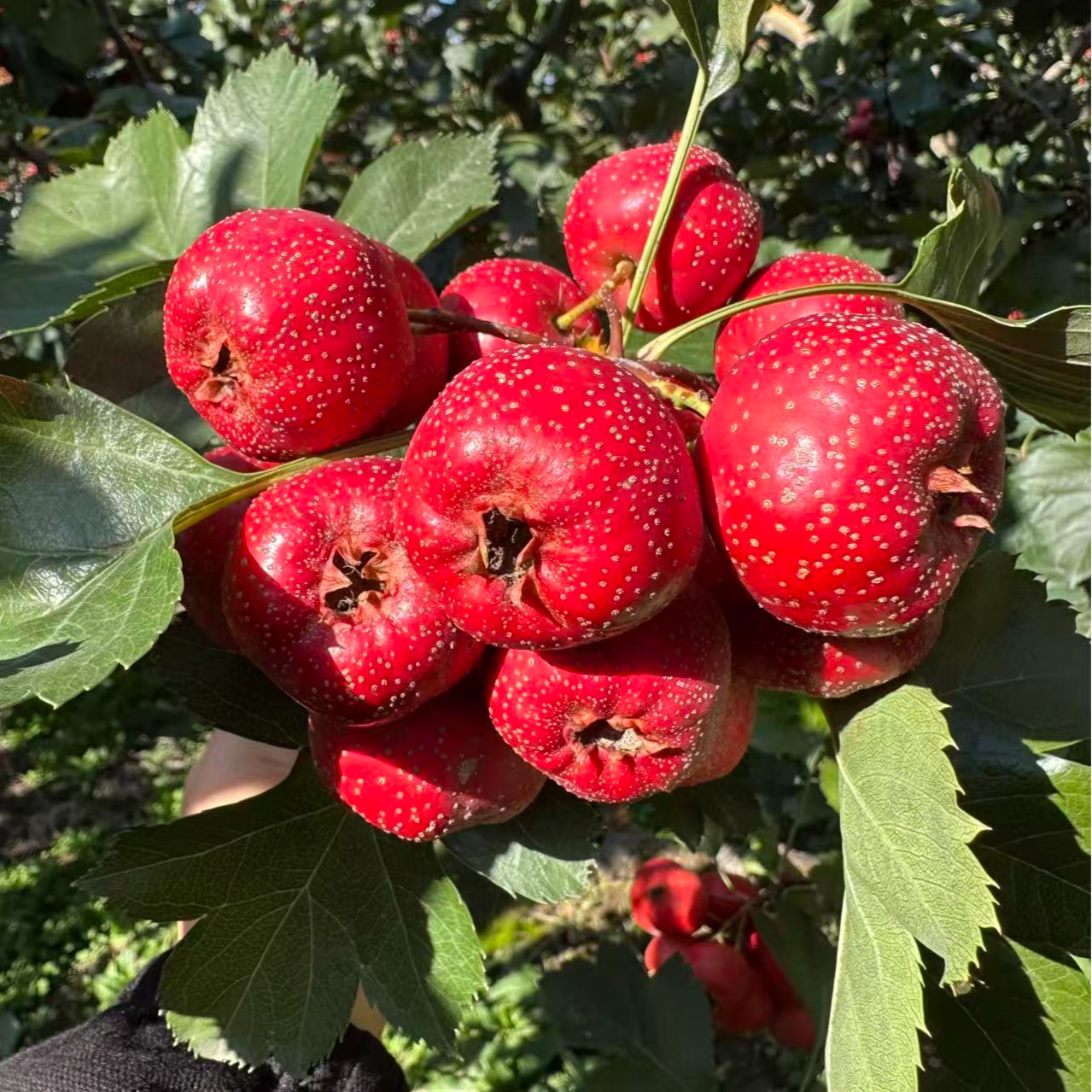 山楂鲜果大金星山楂偏酸口山楂山西绛县山楂基地直发2025新鲜采摘