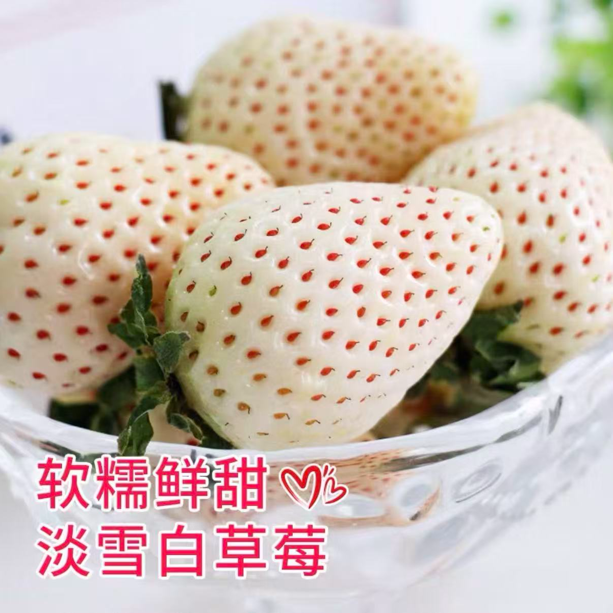 丹东99淡雪白草莓一盒