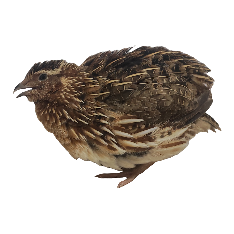 宠物鸟斗架小鹌鹑鸟活体链接