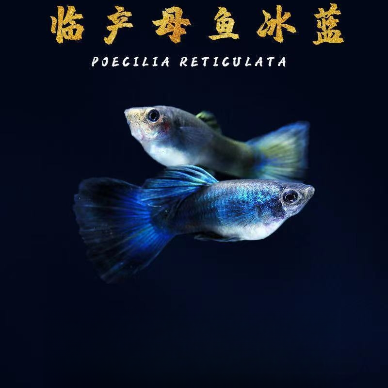 【大冰蓝】2.5-3cm精挑细选公鱼发色母鱼带肚易繁殖小型淡水观赏