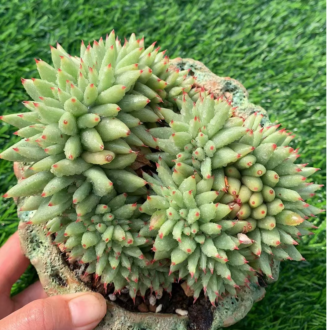 虎鲸缀化 （1盆）冠幅10cm 脱土发货