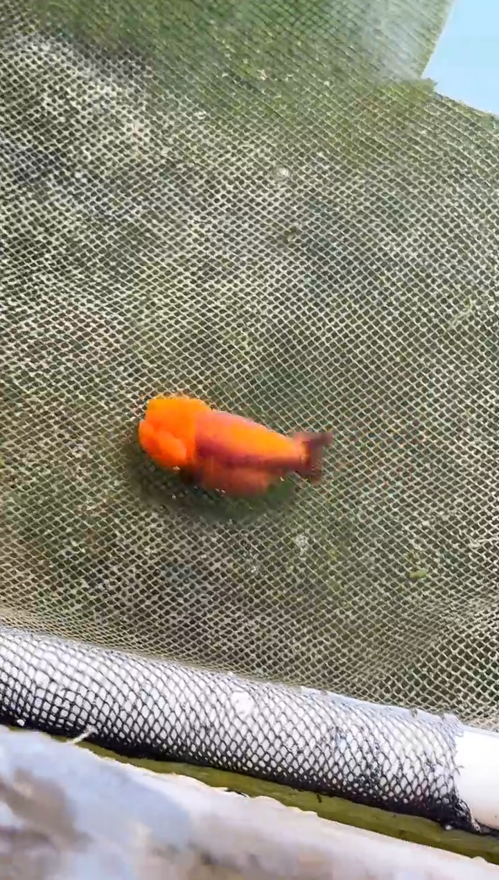 金鱼困*水娃娃渔场兰寿观赏鱼 不包邮