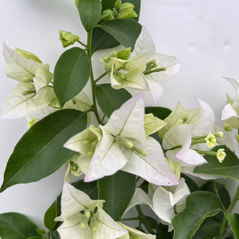 （白雪公主）一物一拍 落花落叶落光杆 折枝断枝不售后 介意慎拍