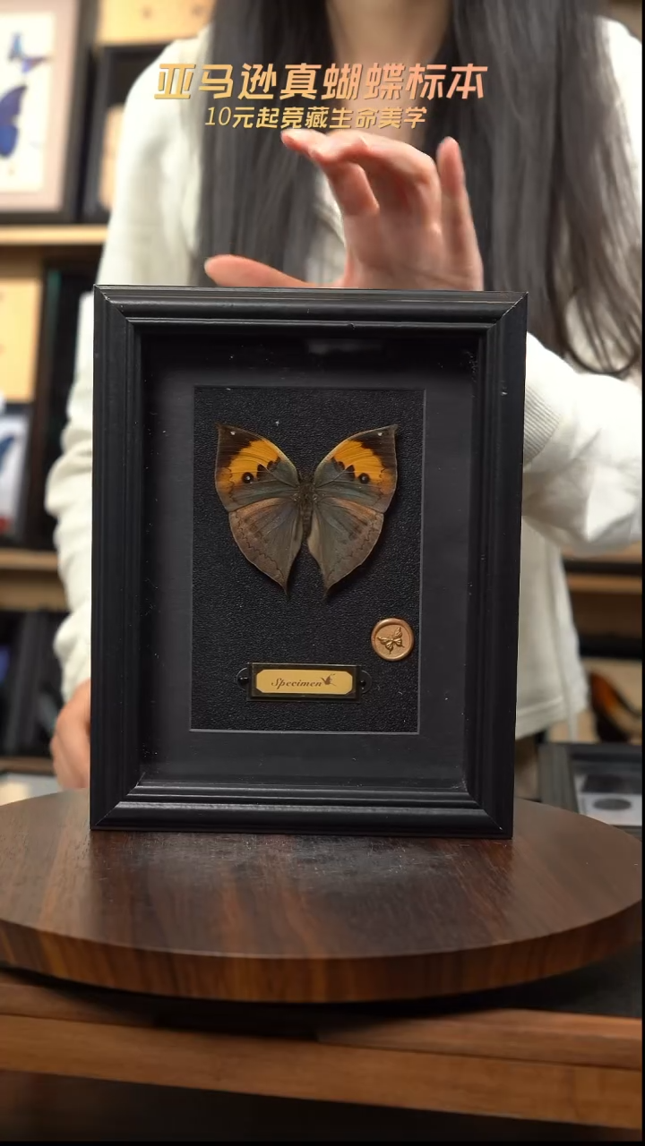 枯叶蝶新版本黑框