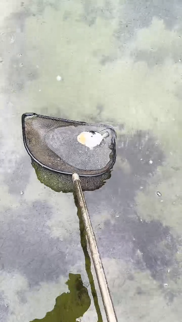 金鱼找****器水娃娃渔场兰寿观赏鱼 不包邮