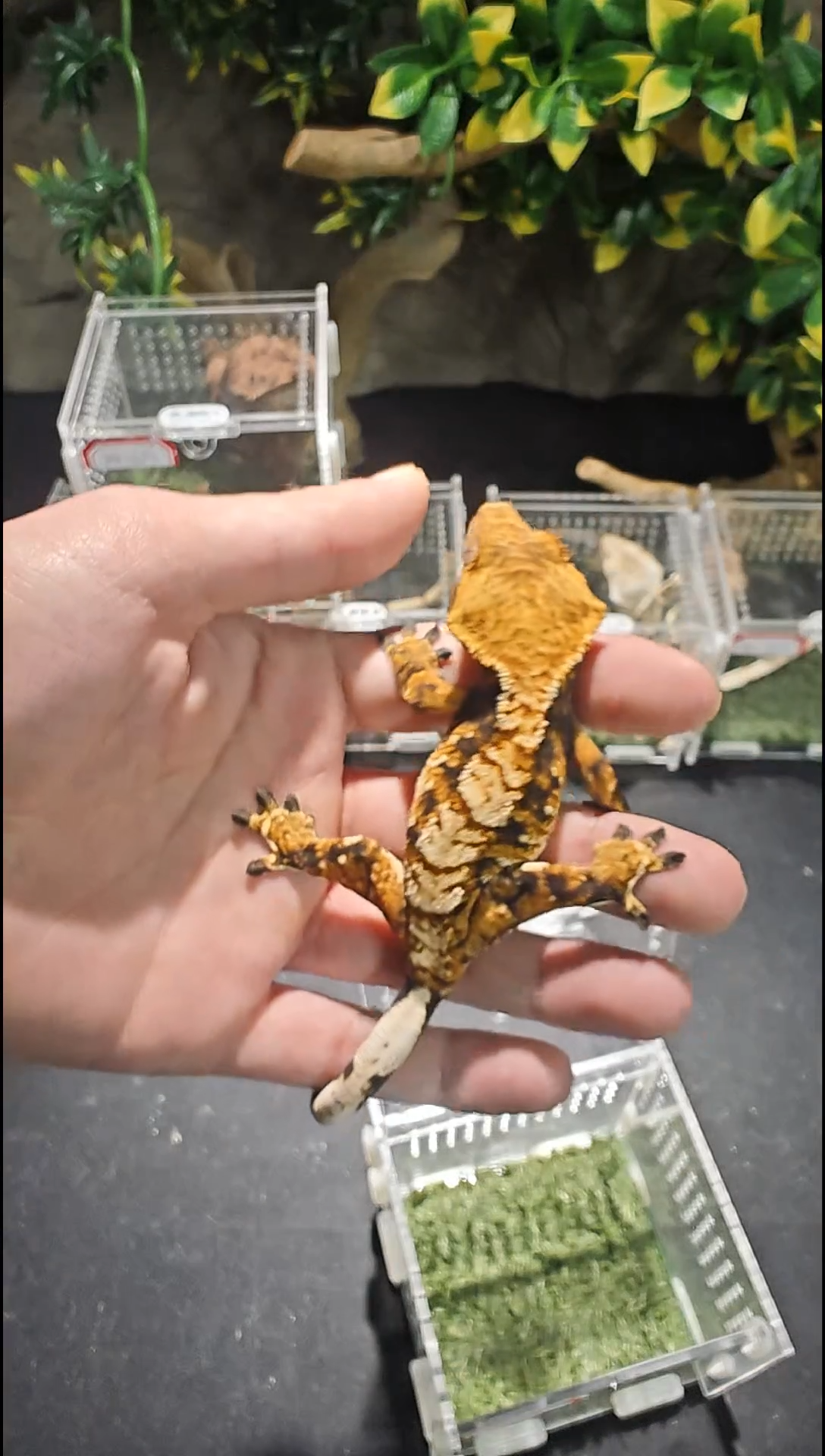 睫角守宫伊**?24-690黑底橙纹三色