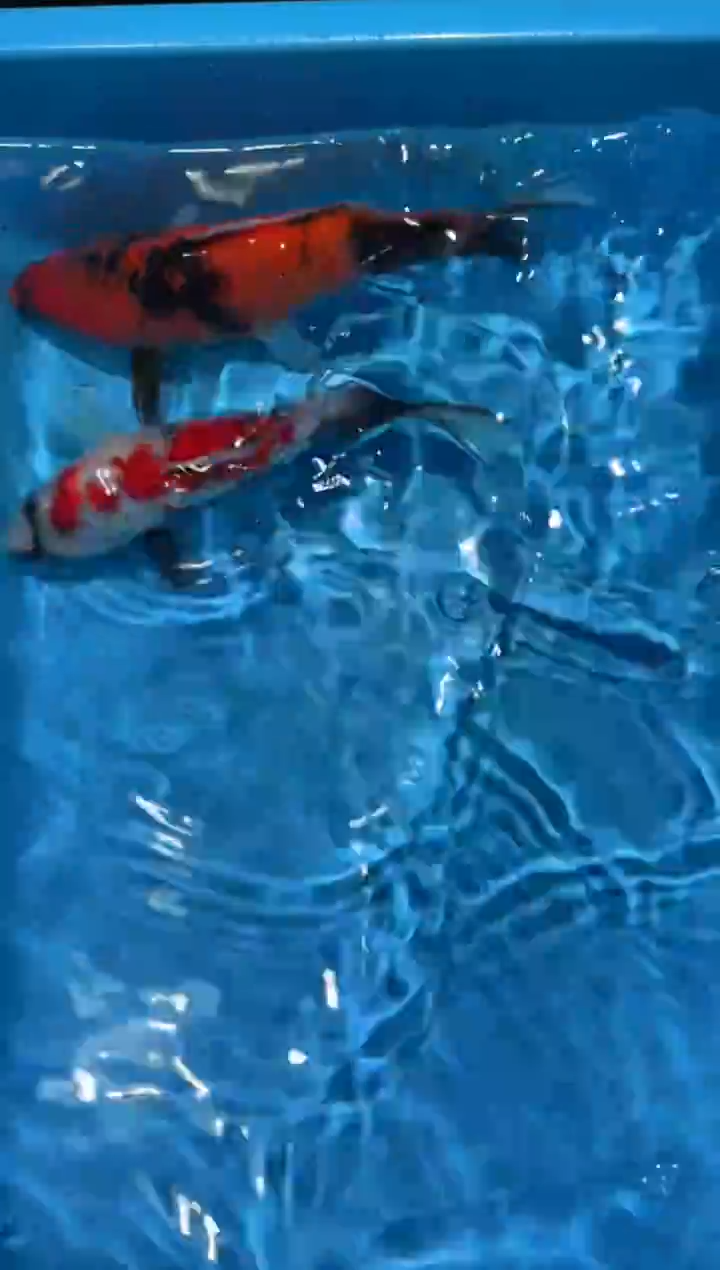 锦鲤点关注右下角竞拍链接出价