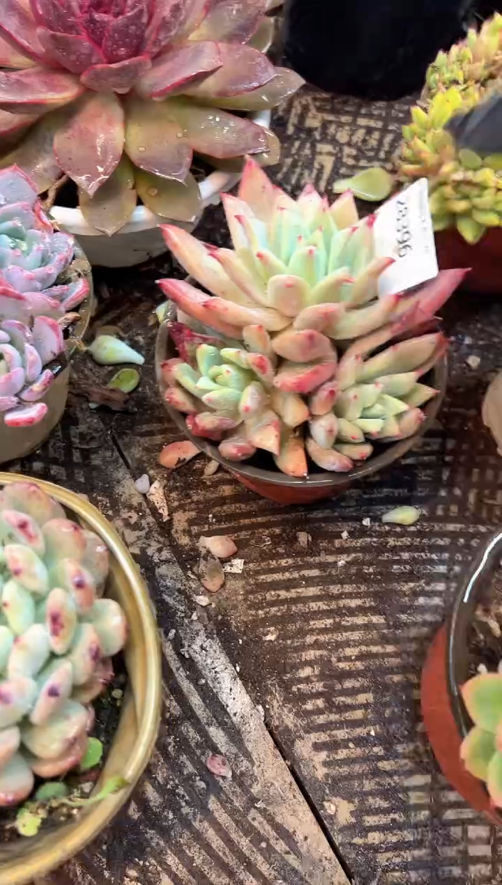 花***宿阿迷洲多肉花卉28396