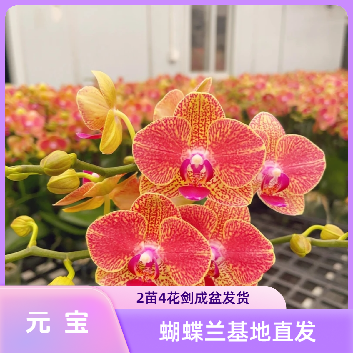 成盆成株观赏蝴蝶兰【元宝】2苗4花剑带花苞送瓷盆佛山基地发货