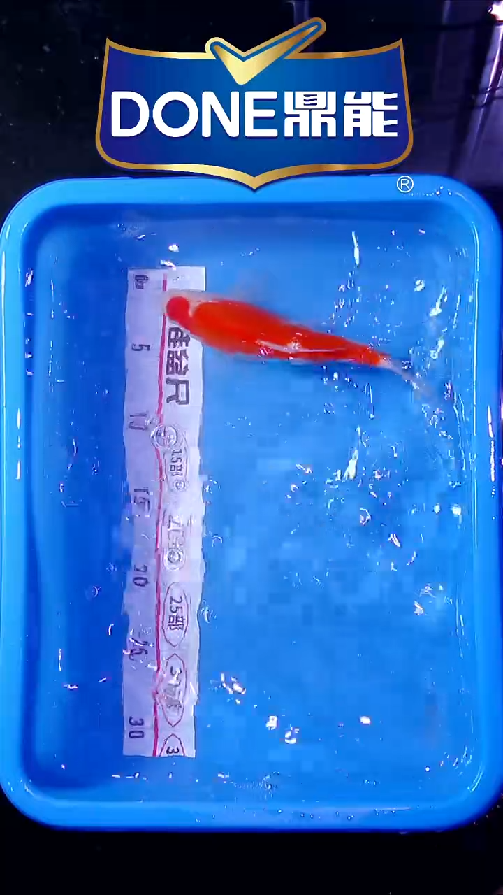 锦鲤直播间菁选 对版发货 19号