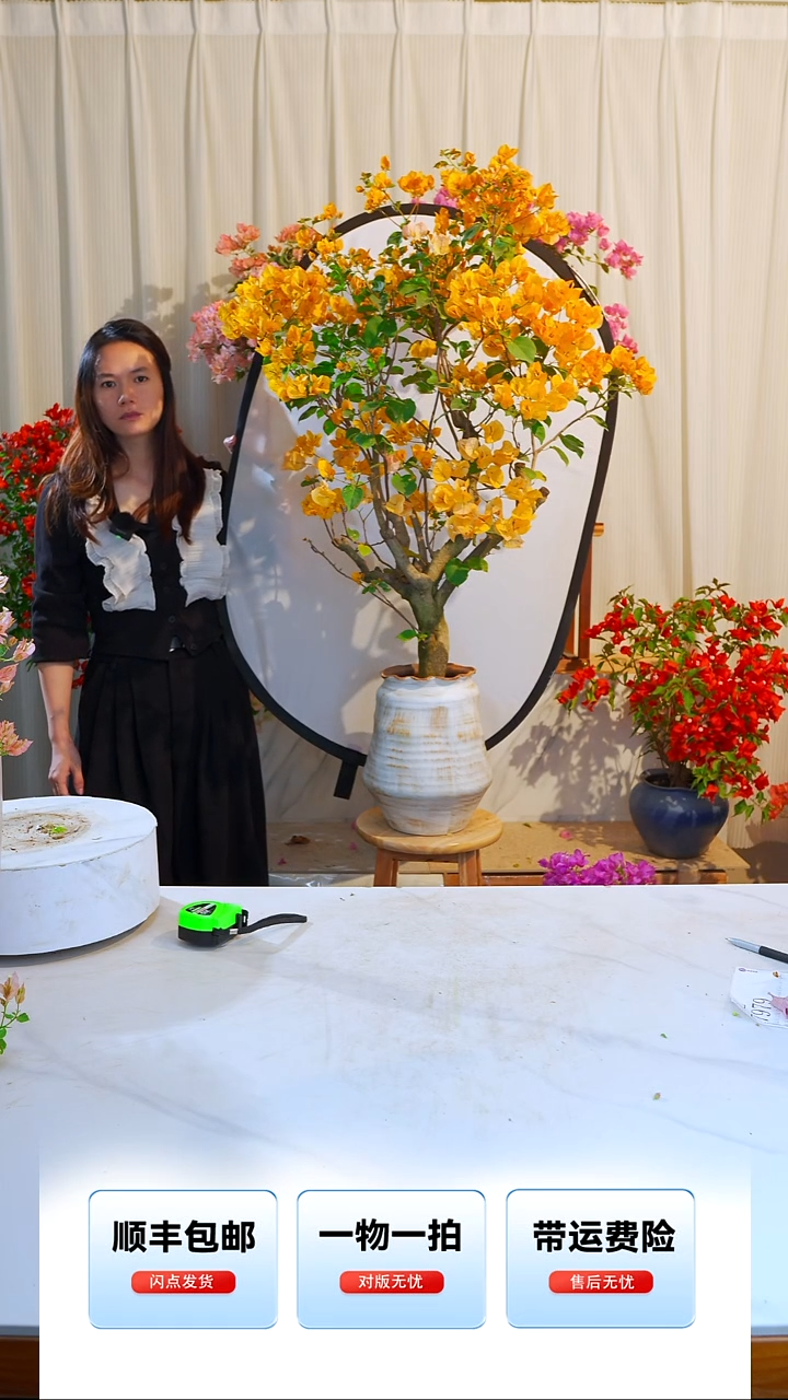 大部分开放少量花苞T*T加州黄金