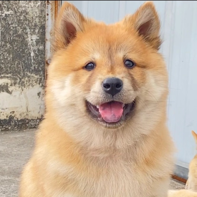 黄狗白面中华田园犬幼犬赶山狩猎活体土狗五黑虎斑白土松宠物活体