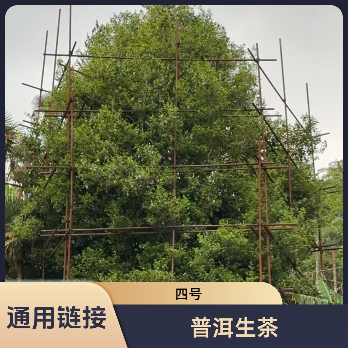 【通用链接2】云南古树普熟茶