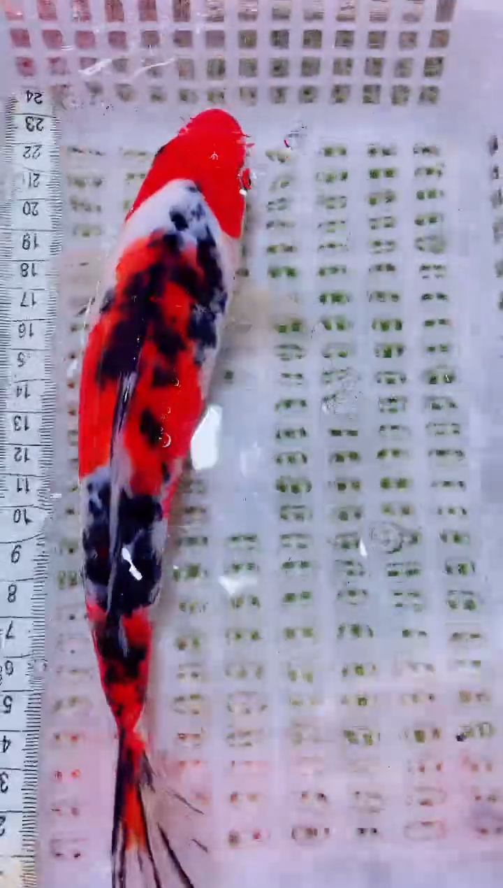 锦鲤血统锦鲤全场包邮136