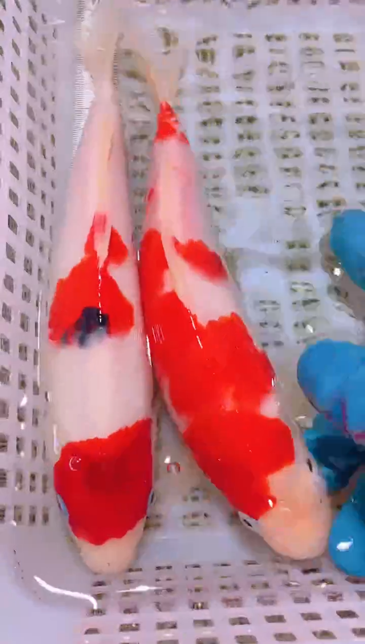 锦鲤冷水观赏鱼全场包邮122