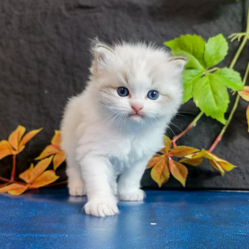 布偶猫海双蓝双山猫