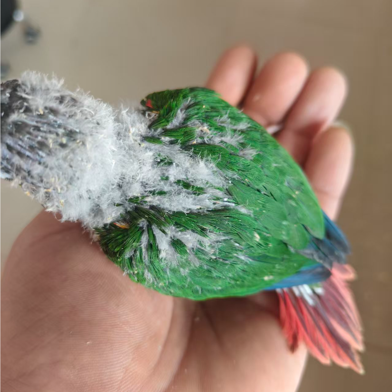 手养亲人可学舌活体鹦鹉宠物顺丰包邮aa1