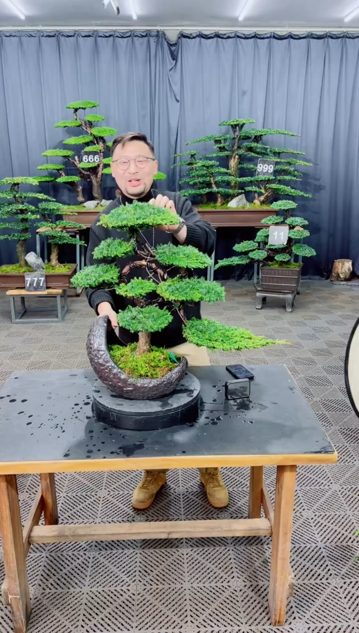 无花朵盆景.....