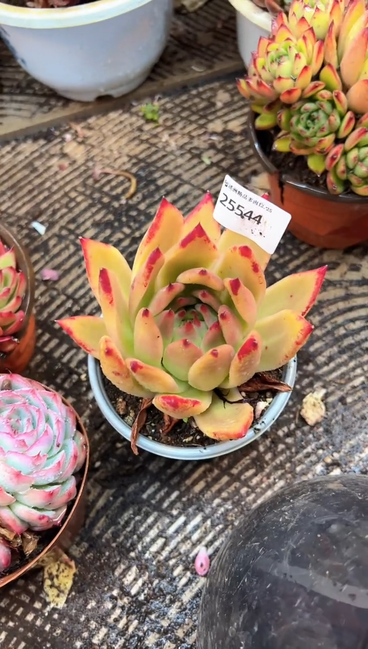 陶*多肉植物一物一拍25544