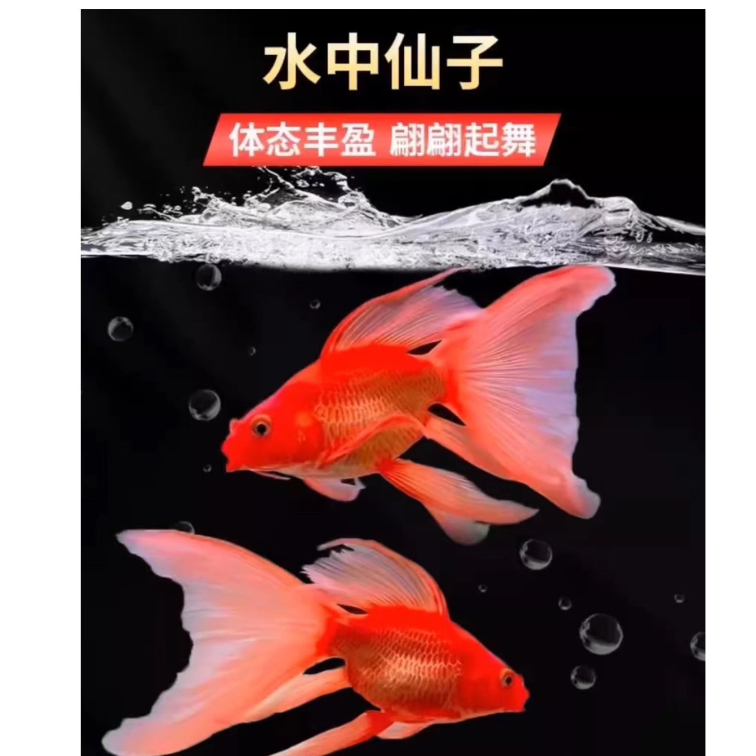 【红色】11-17cm红球红短球体短身好养饲养混养顺丰包邮