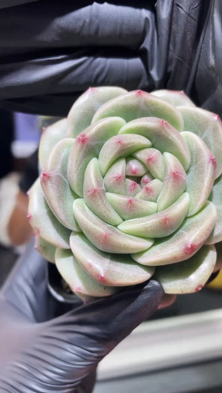 闪购630 朋克翡多肉一颗  5厘米