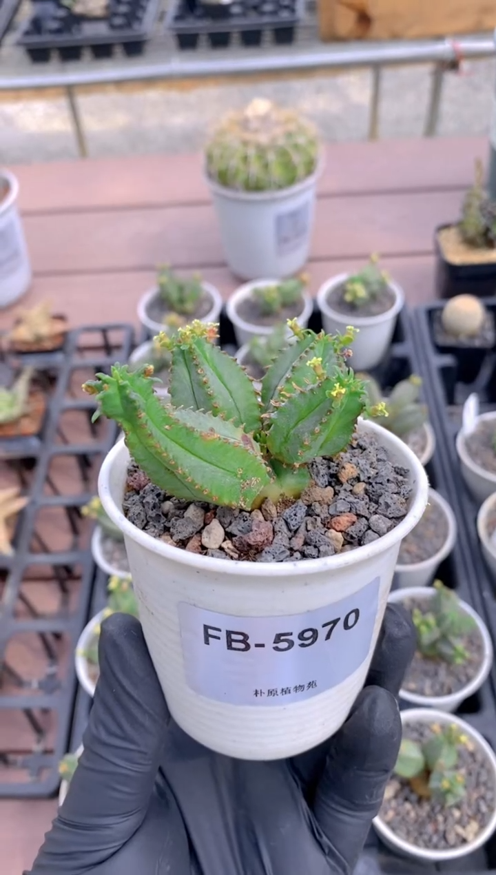 蛇神玉大戟FB-5970