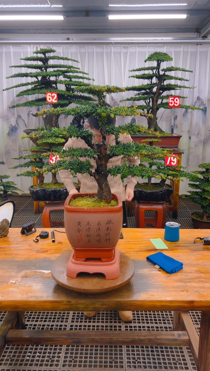 无花朵精品盆景直播间一物一拍