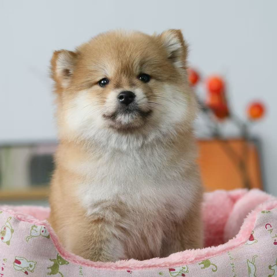 纯种双血统柴犬幼犬赤色柴犬幼犬小狗0127两针疫苗驱虫包健康