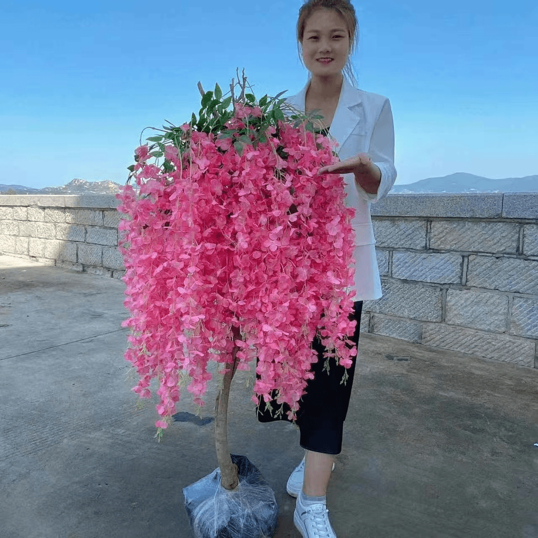 四季开花紫藤花树苗紫藤花盆栽地栽阳台栽植当年种植耐寒当年开花