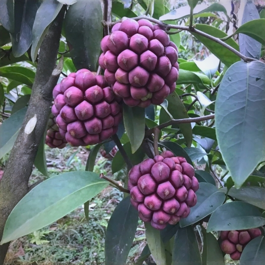 黑老虎当季清甜可口尝鲜必备新鲜水果