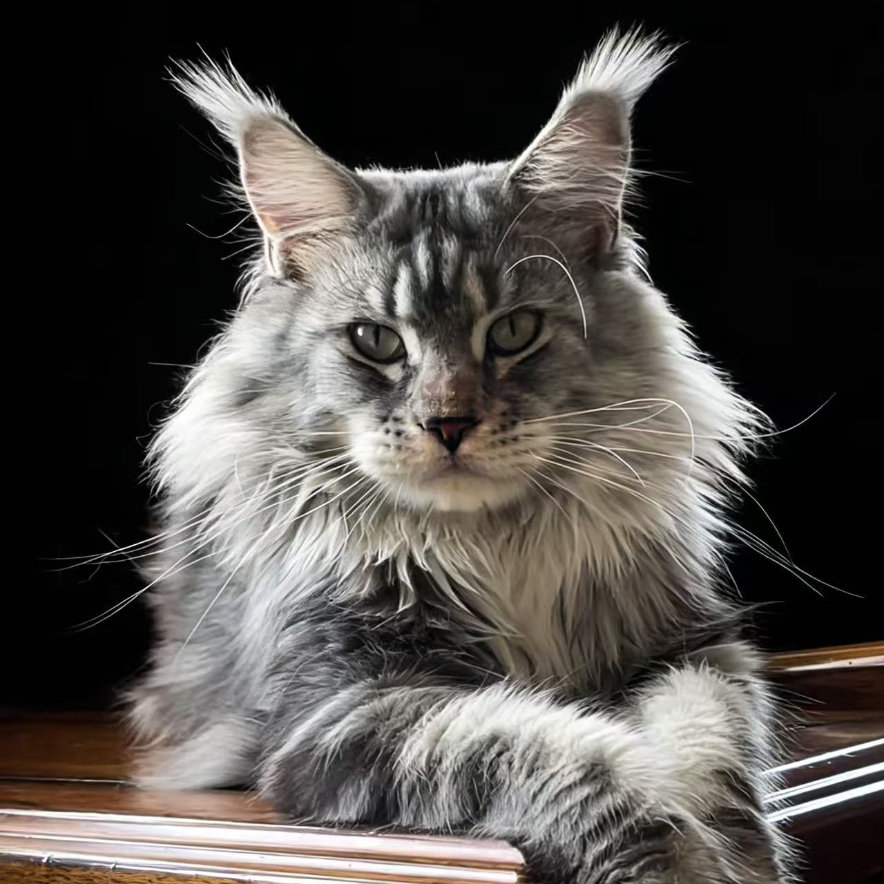 生哥缅因猫 多品种活体宠物猫猫