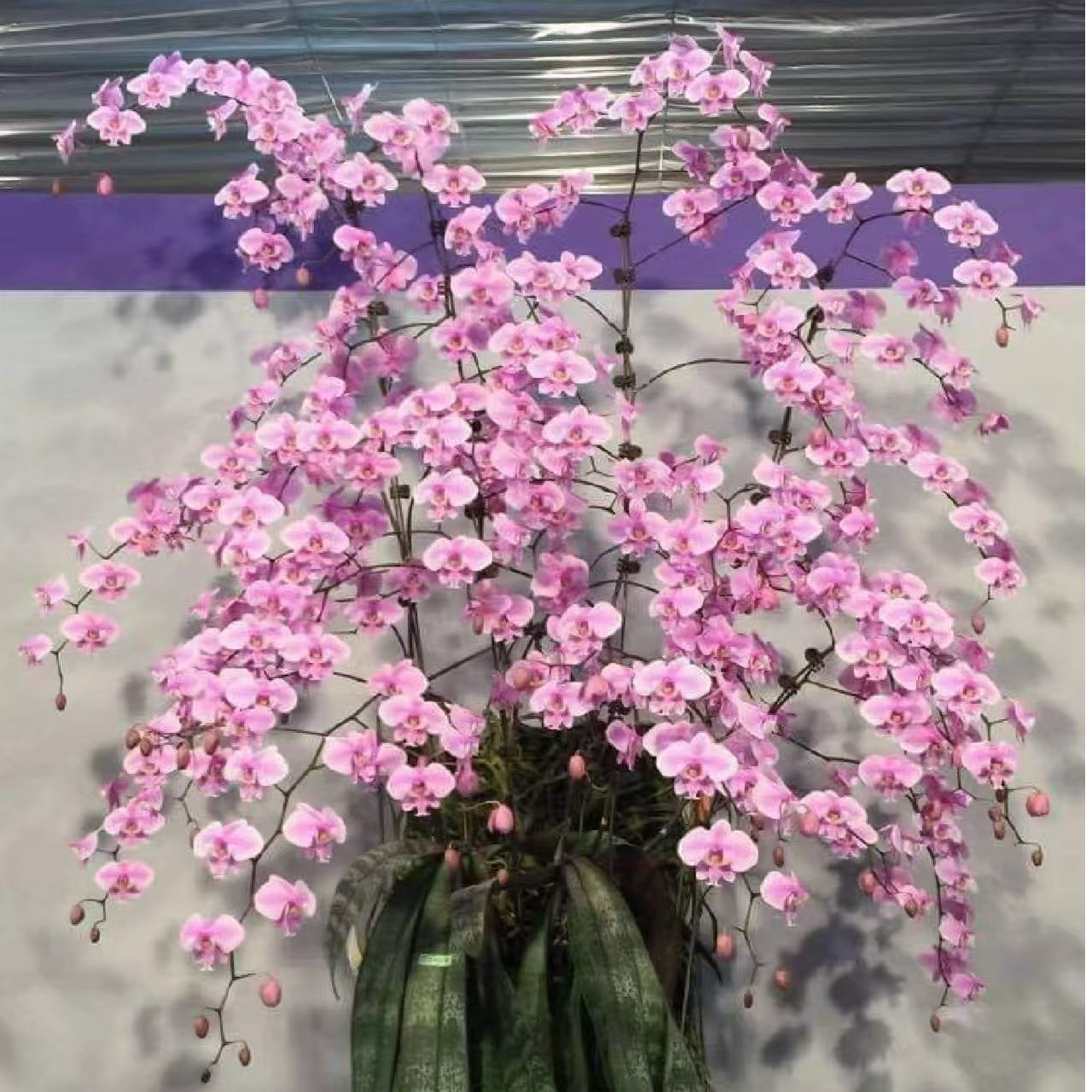 福利无售后  冠军西后代（2.5寸）纯苗 烂根叶瑕