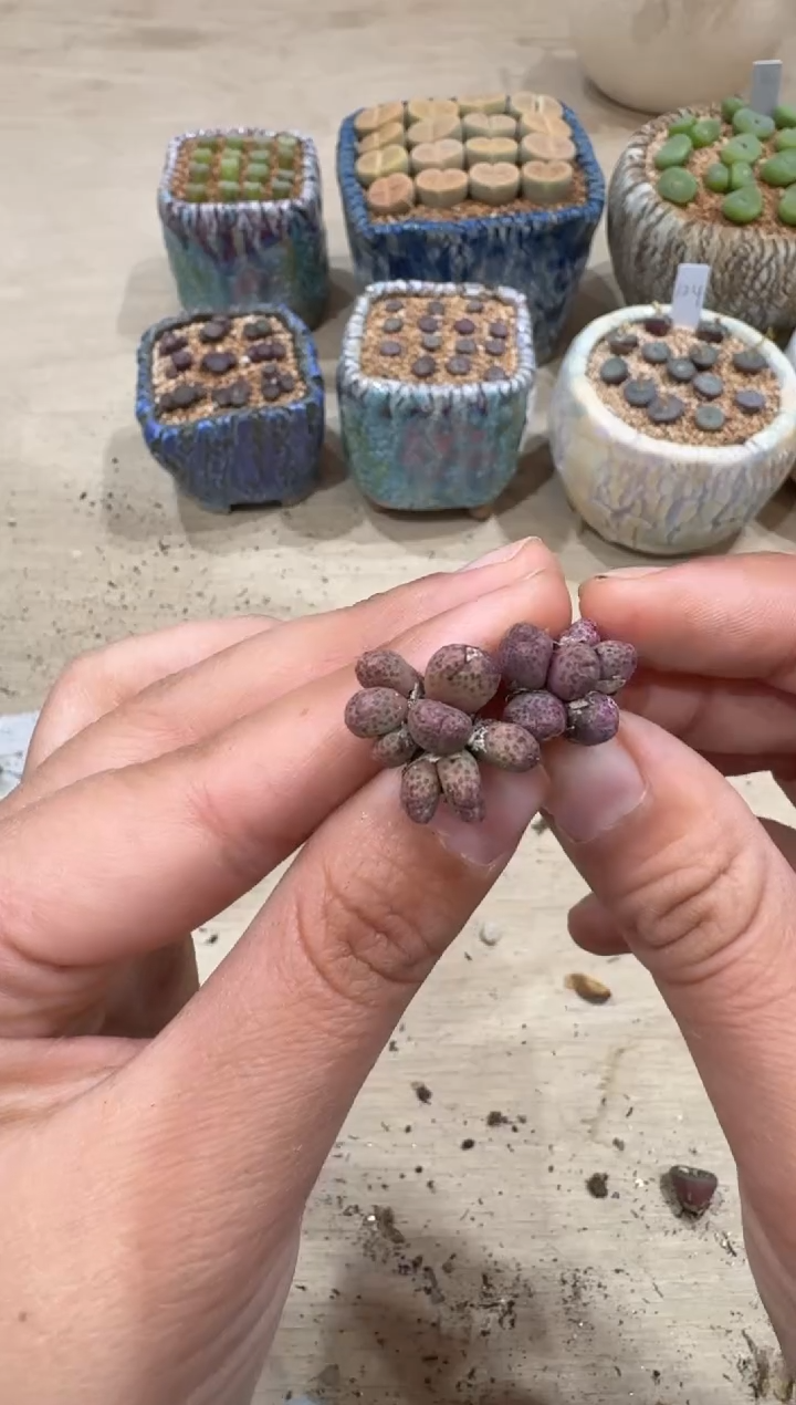 逍*俠多肉植物肉锥2-72