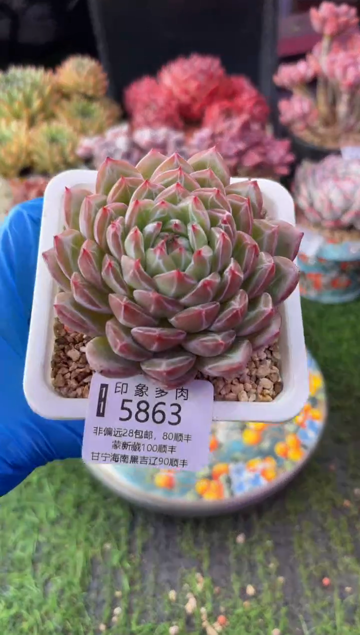 昆明印象多肉5863