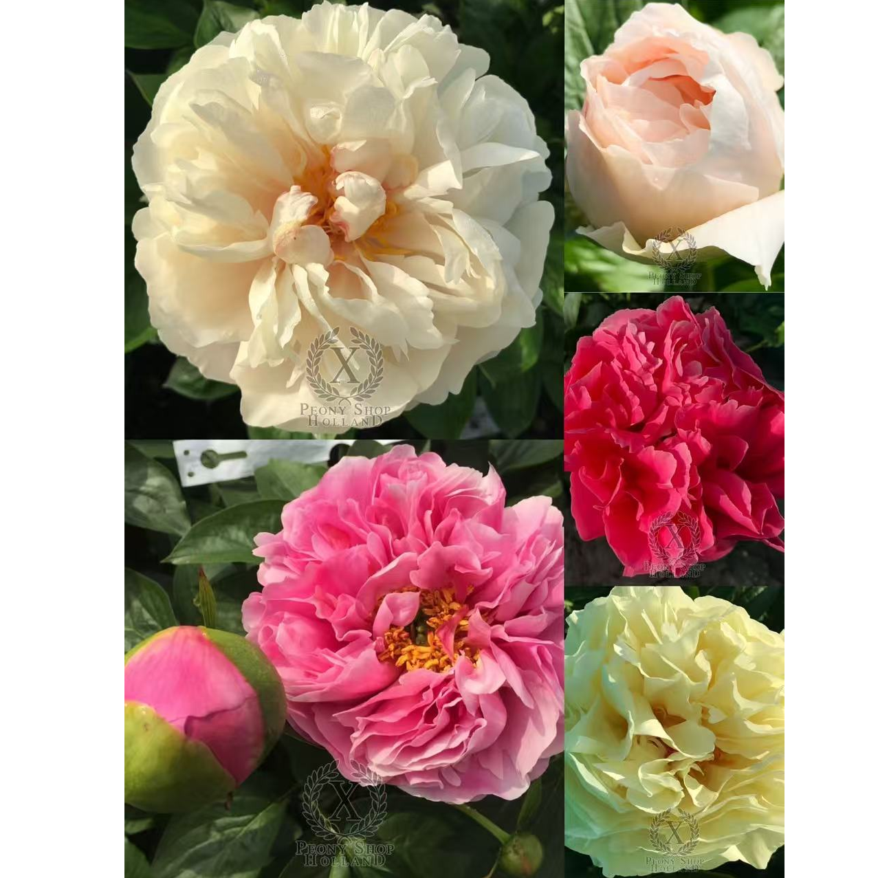 预售  2026年【高端】进口芍药种苗   秋季发货