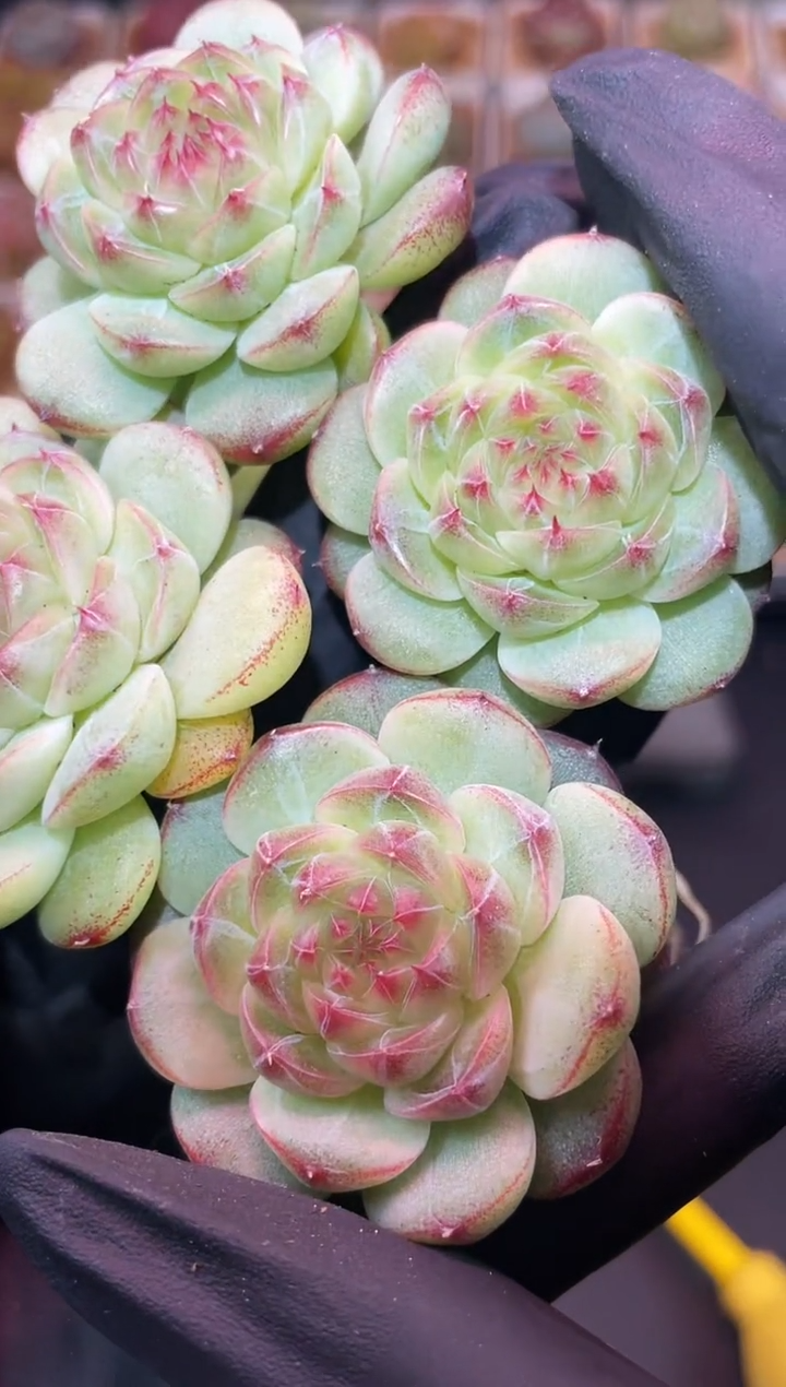 闪购062得意系列夜夜心多肉一颗  4-4.5厘米